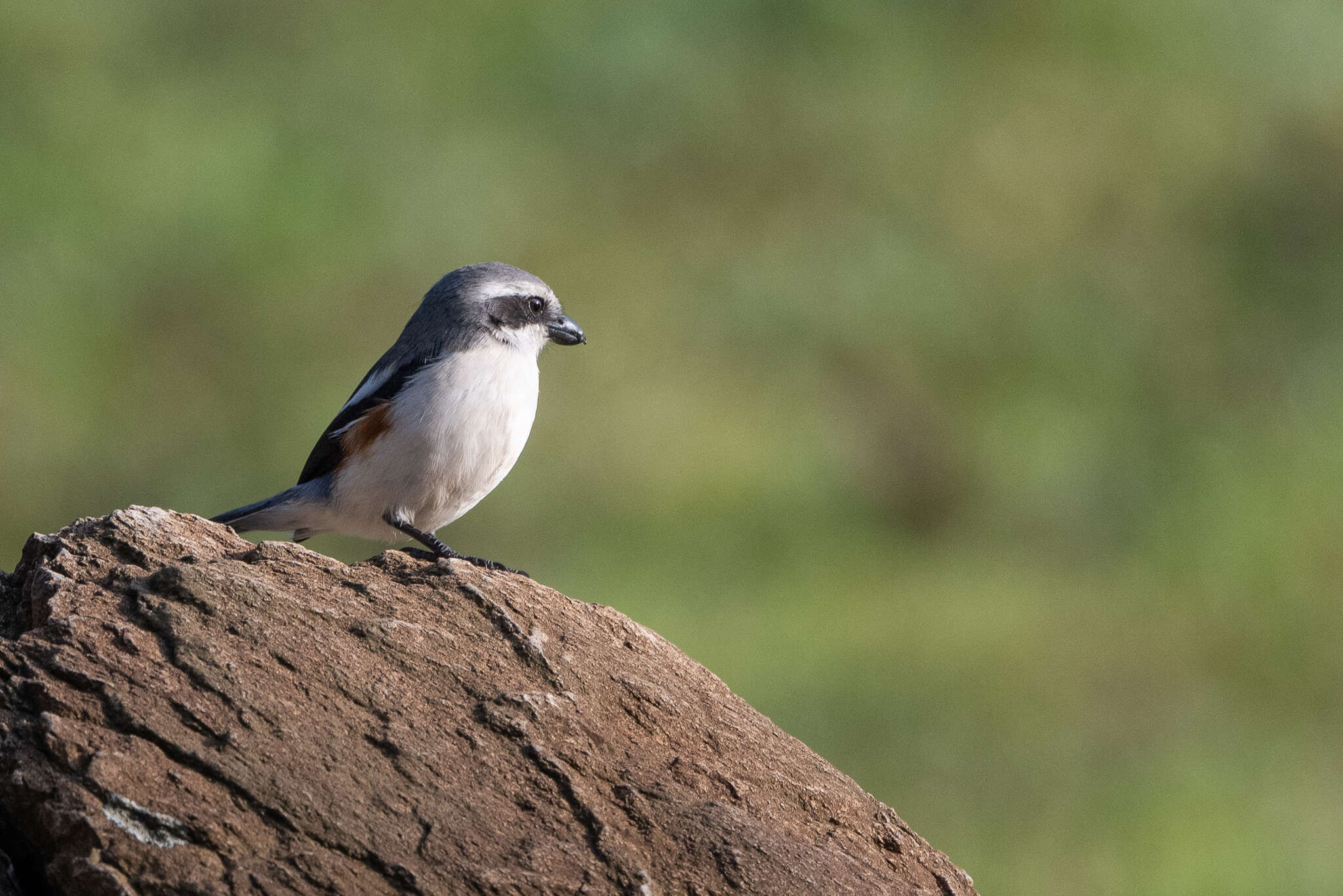 Image of Mackinnon's Shrike