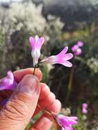 Image of Ixia sobolifera subsp. carnea Goldblatt & J. C. Manning