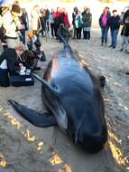 Image of Atlantic Pilot Whale