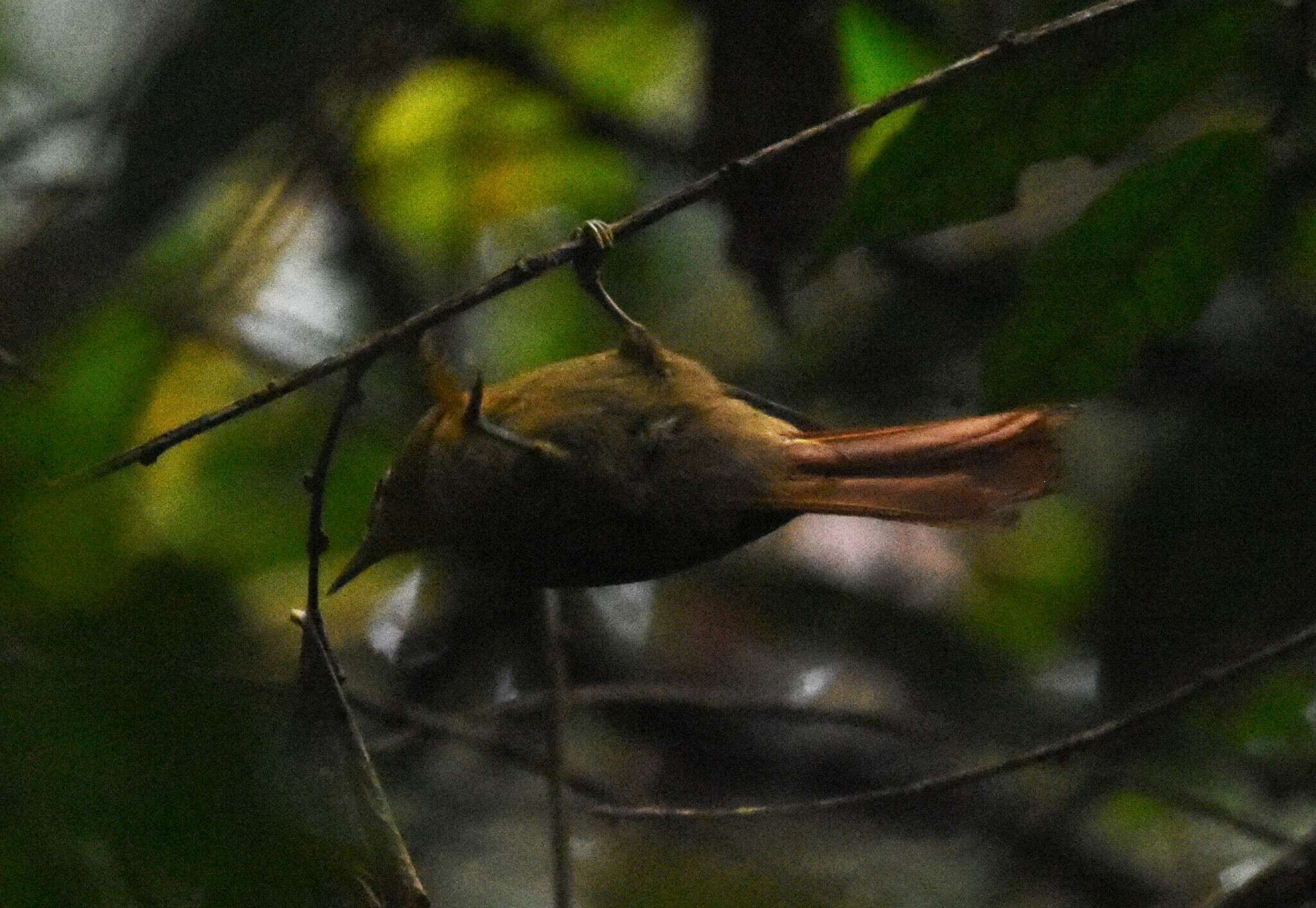 Image of Montane Foliage-gleaner