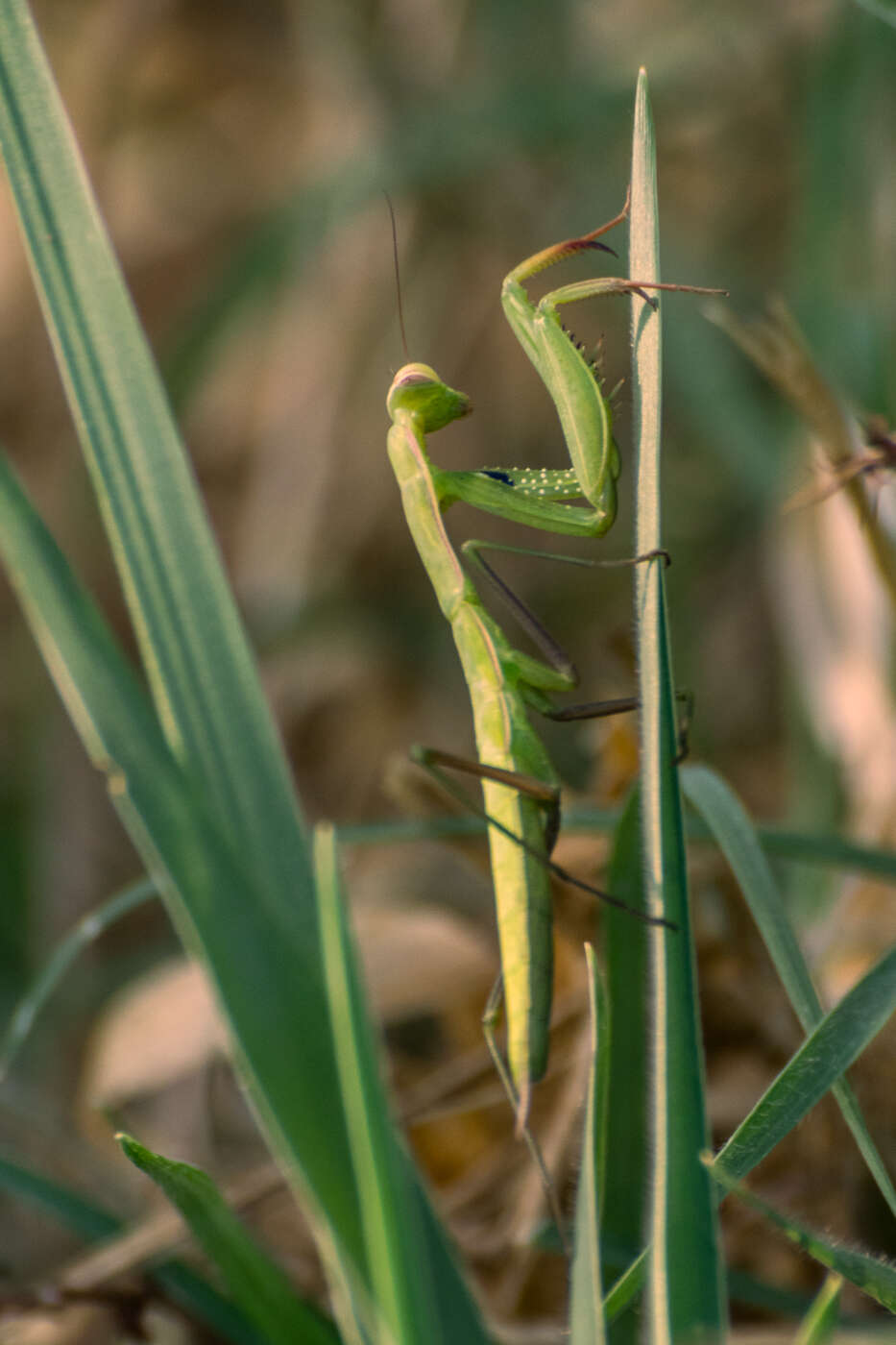 Image of Mantis religiosa religiosa (Linne 1758)