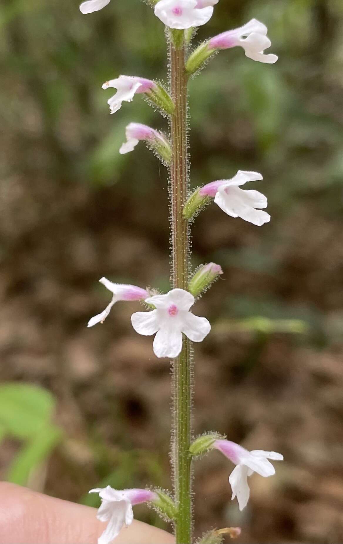 Image de Verbena carnea Medik.