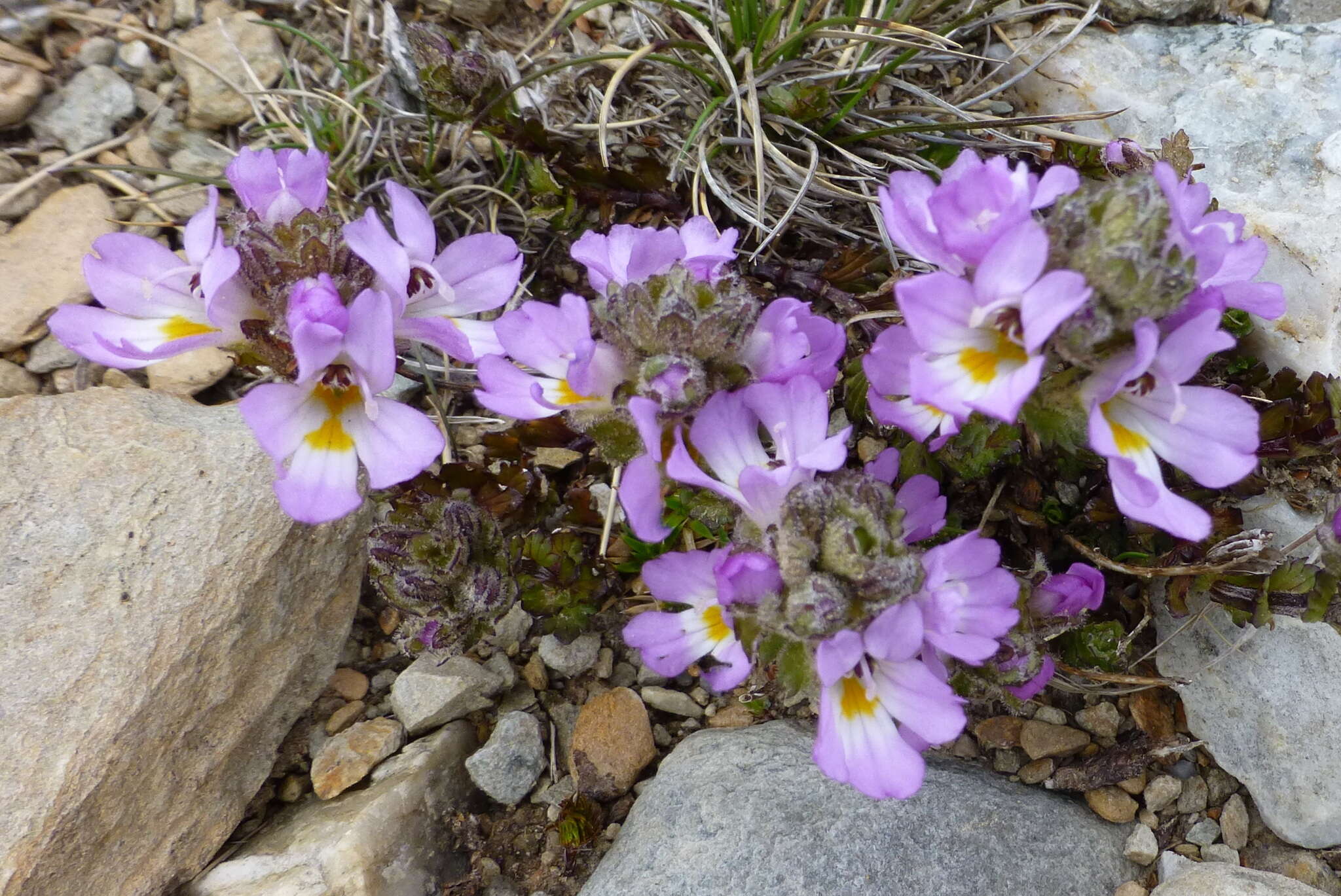 Sivun Euphrasia collina R. Br. kuva