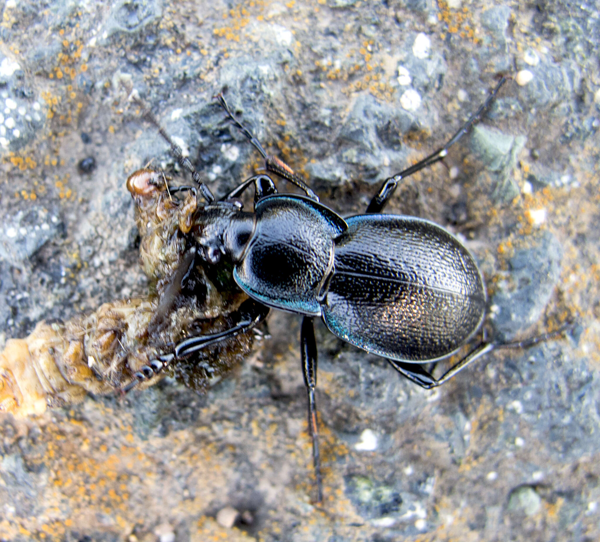 Image of Carabus (Archicarabus) wiedemanni wiedemanni Ménétriés 1836