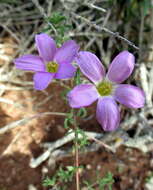 Sivun Oxalis subsessilis L. Bolus kuva