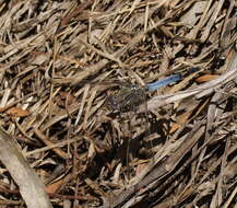 Image of Orthetrum caledonicum (Brauer 1865)