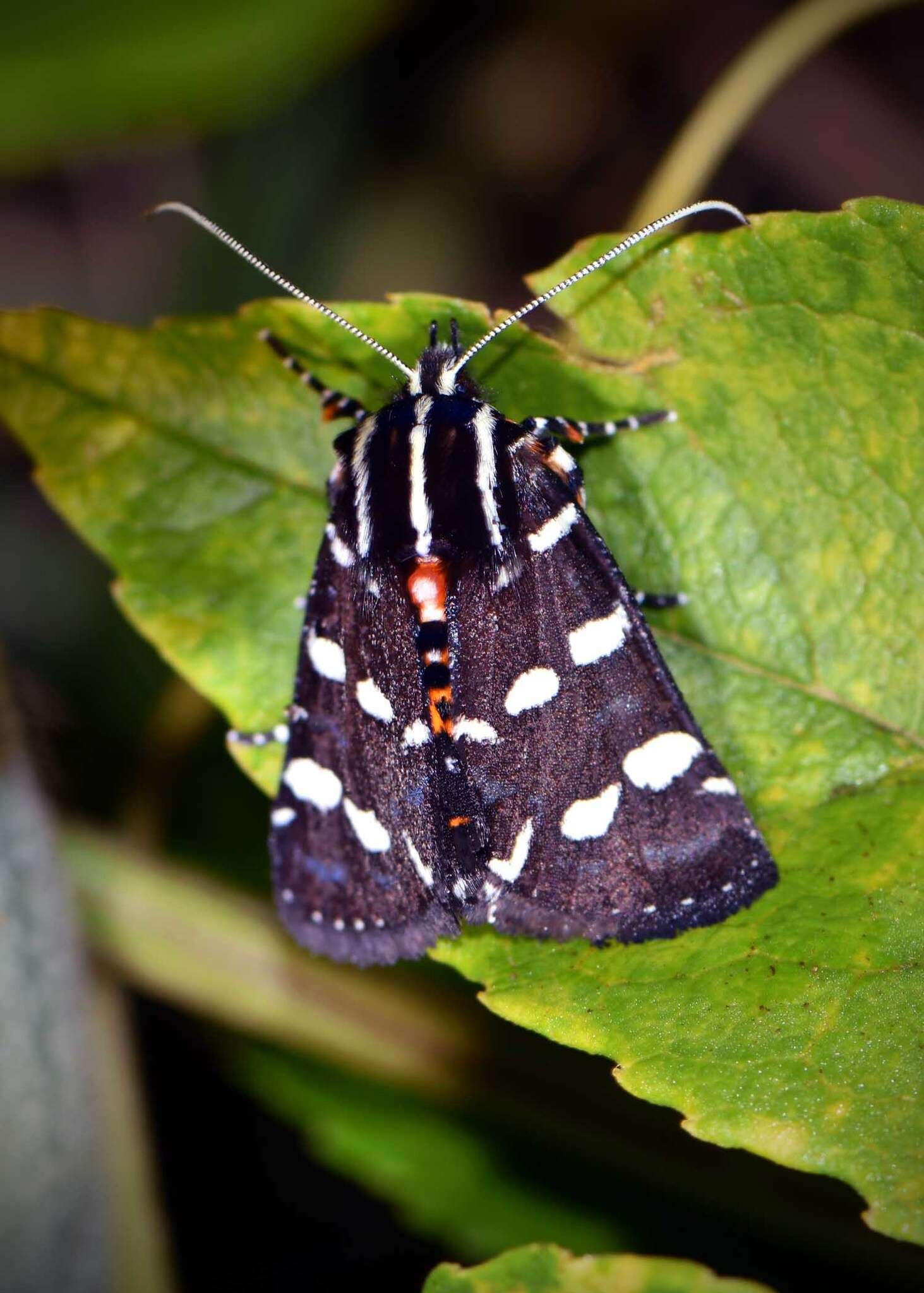 Imagem de Hecatesia thyridion Feisthamel 1839