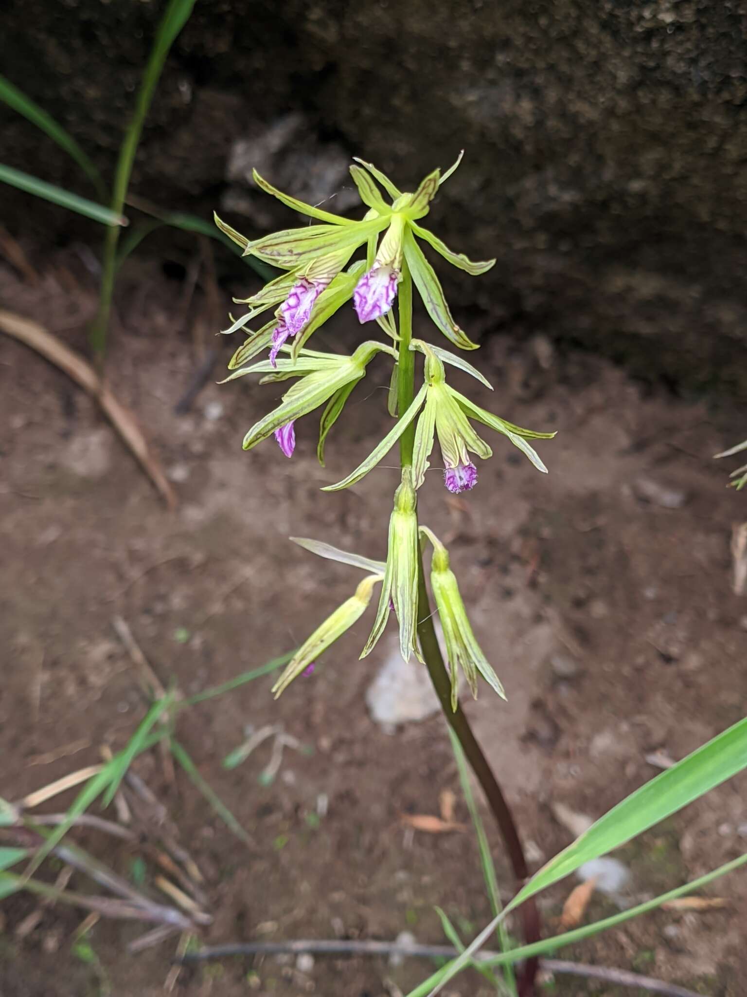 Image of Tall shield orchid