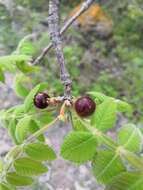 Image of Bursera cuneata (Schltdl.) Engl.