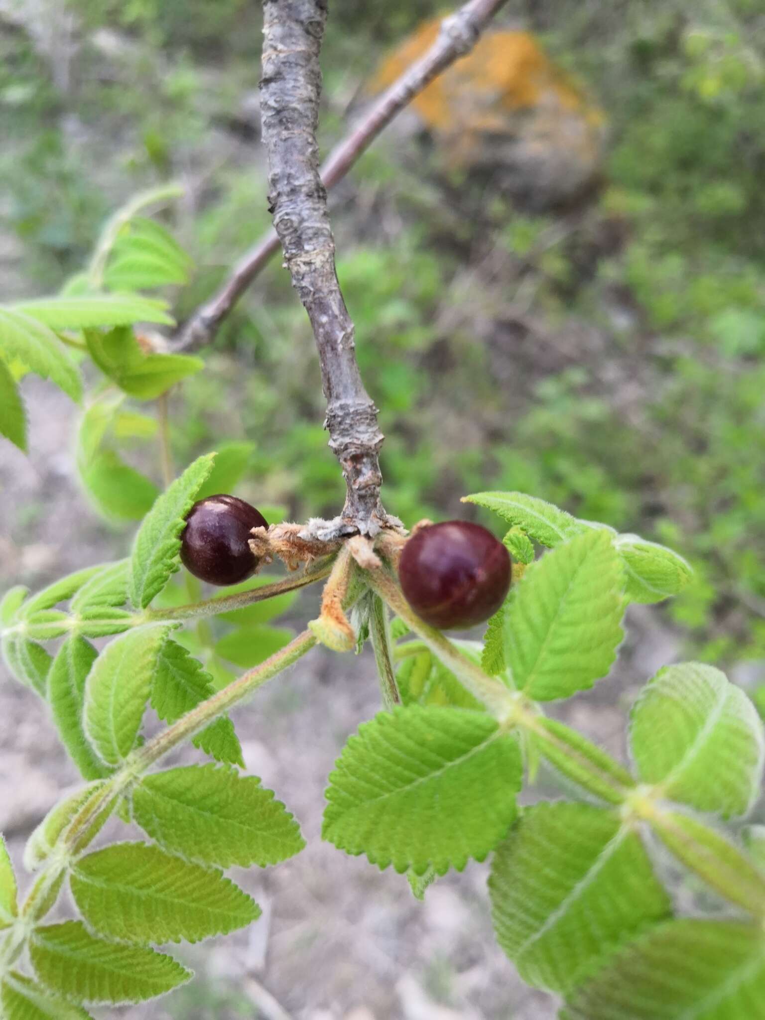 Image of Bursera cuneata (Schltdl.) Engl.