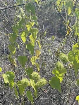 Sivun Passiflora foetida L. kuva