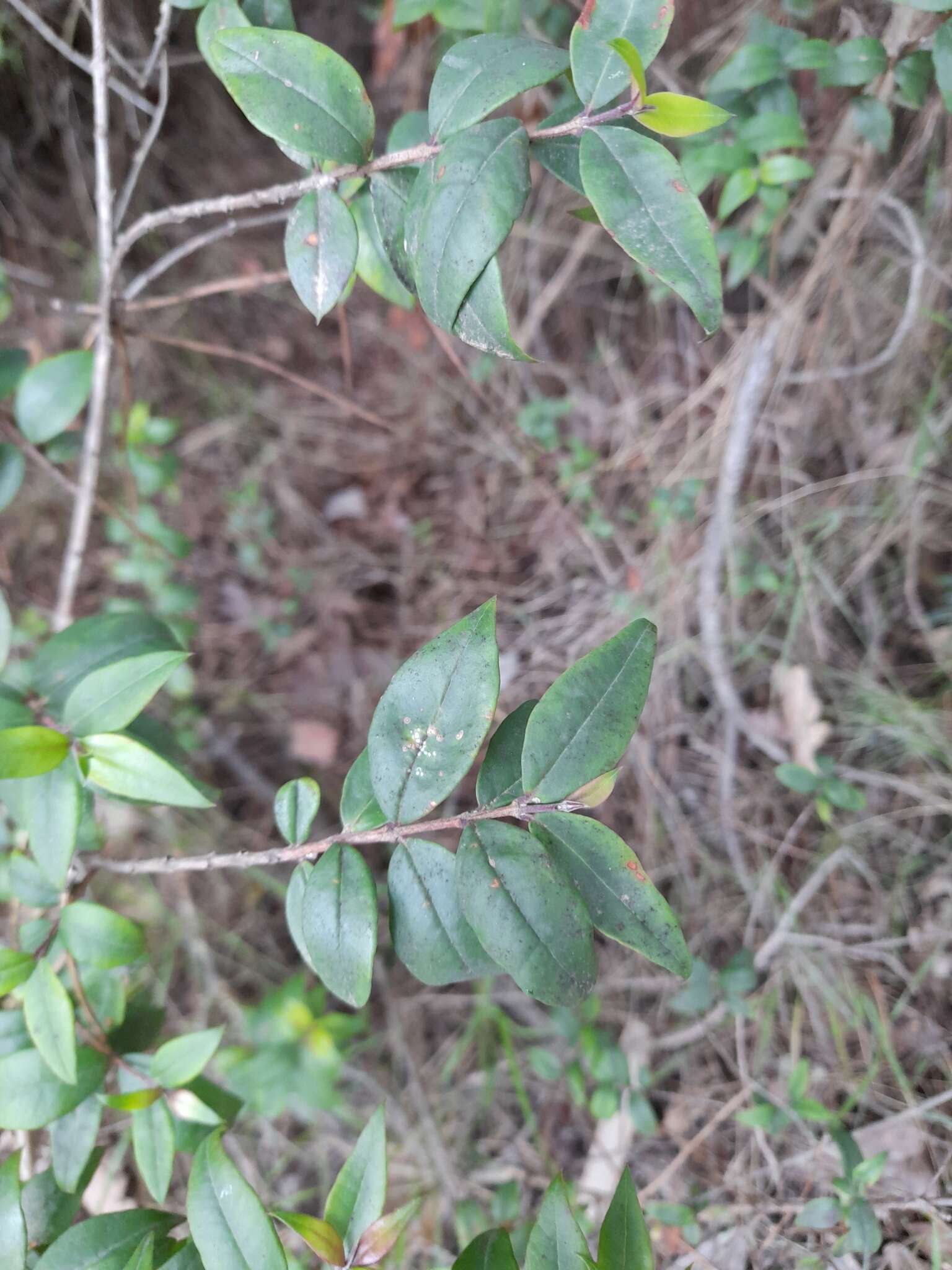 Image of Myrtus communis subsp. communis