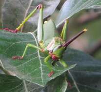 Plancia ëd Taphronota (Taphronota) calliparea (Schaum 1853)