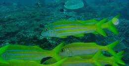 Image of Indian mimic goatfish