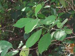 Image of Ehretia dicksonii Hance