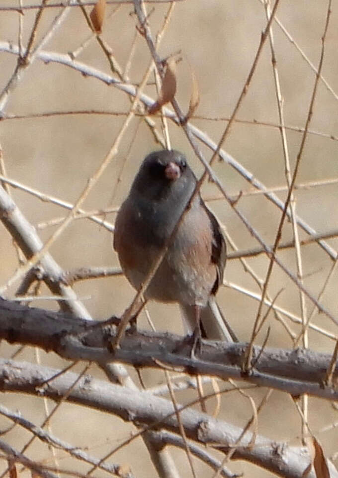 Image of Junco hyemalis mearnsi Ridgway 1897