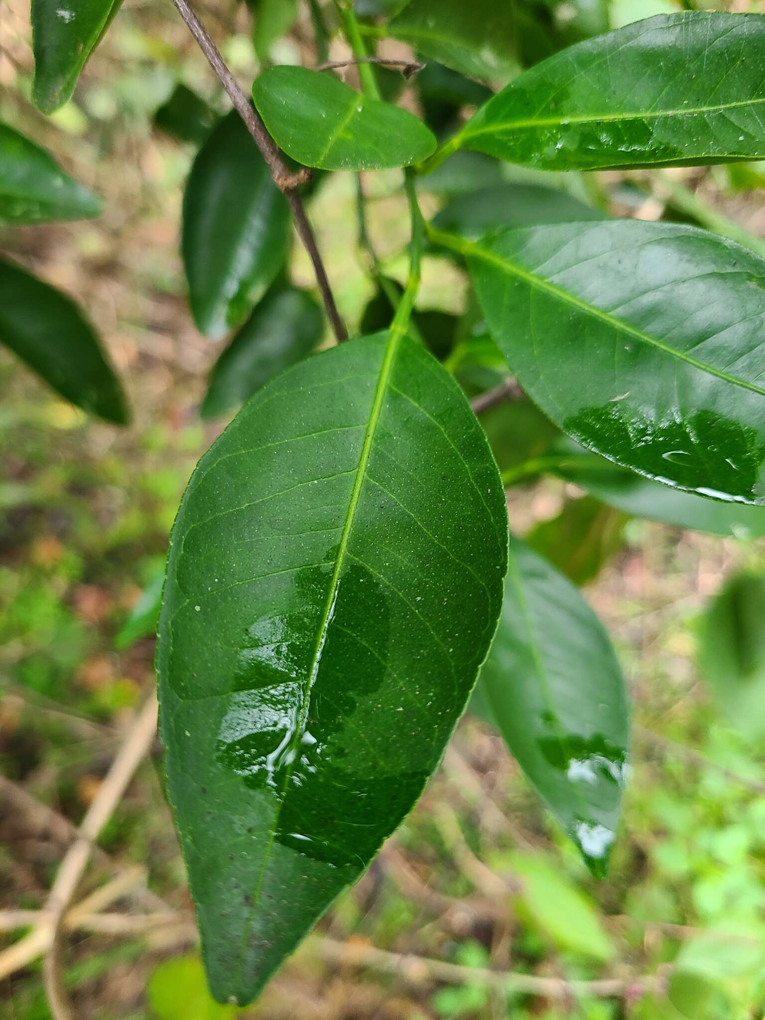 Image of tangerine