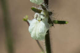 Image of Coulter's snapdragon