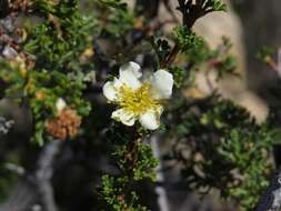 Image of Stansbury cliffrose