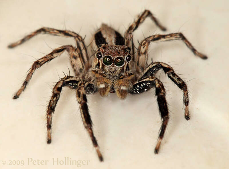 Image of Jumping spider