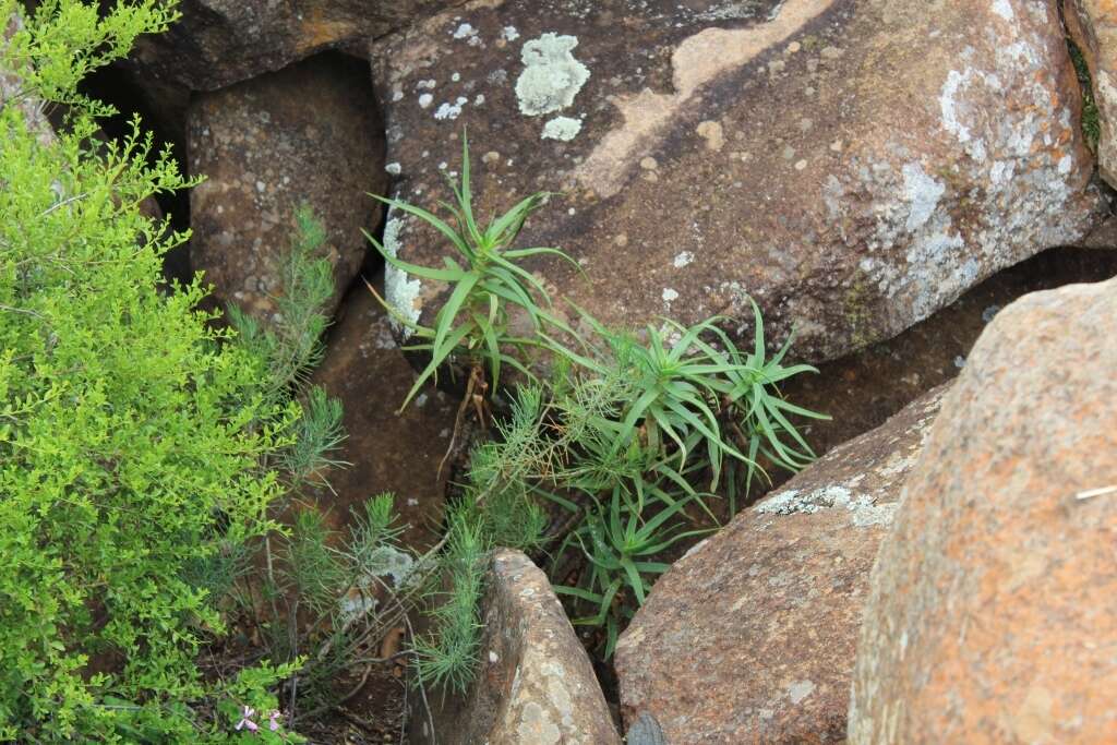 Plancia ëd Aloiampelos striatula var. striatula