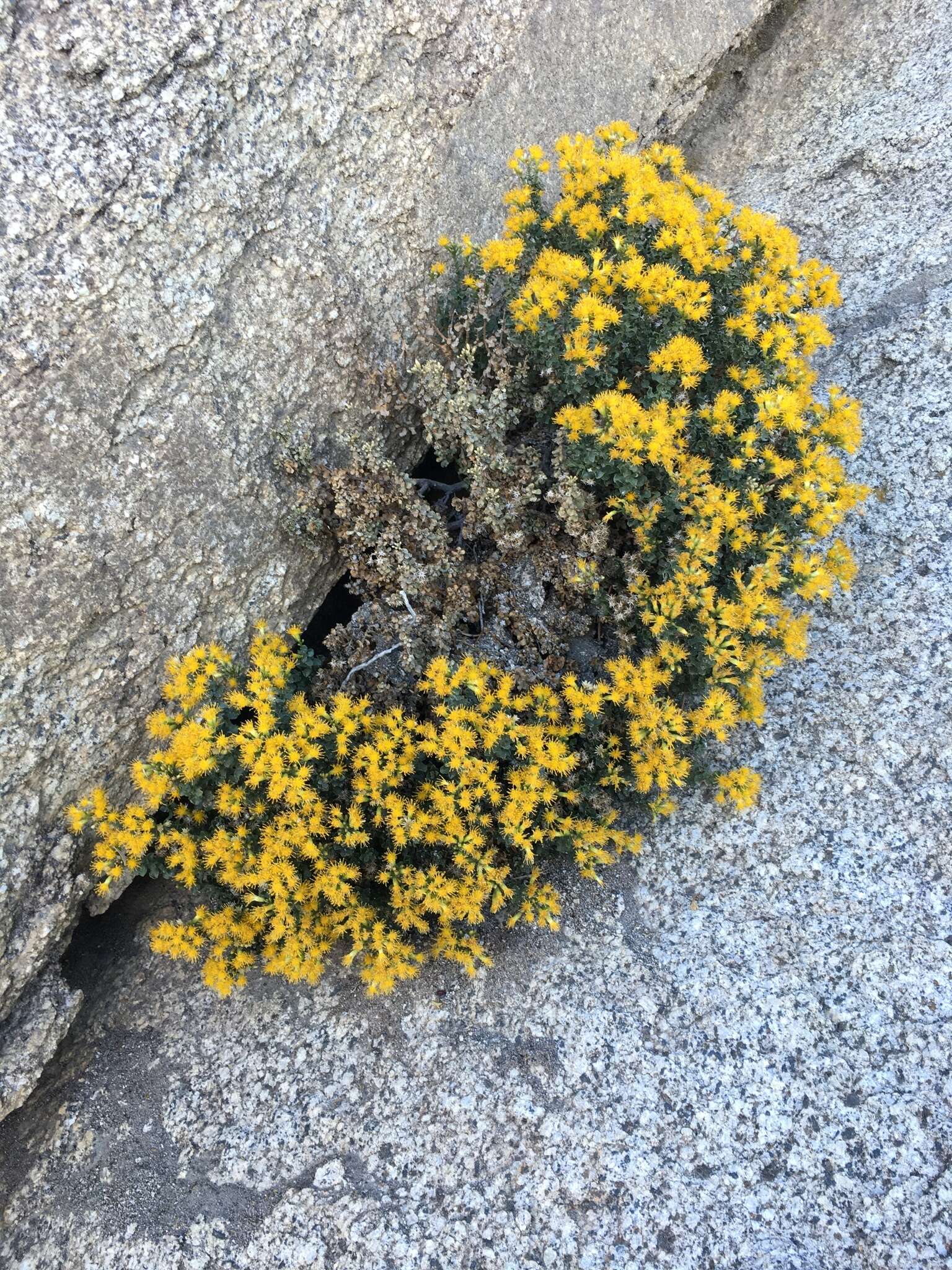 Image of Rock Goldenbush