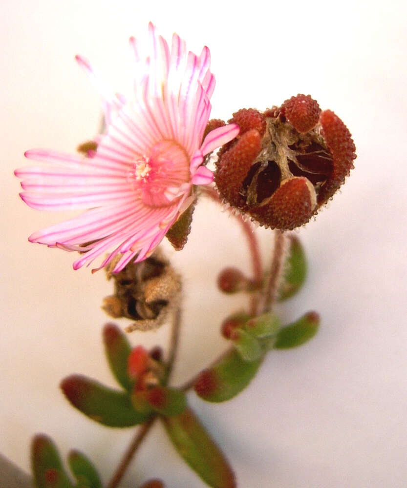 Image of Drosanthemum striatum (Haw.) Schwant.