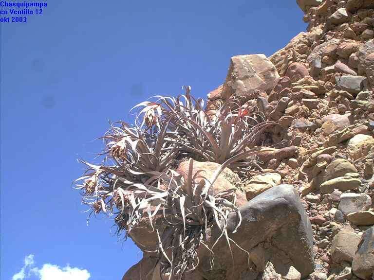 Imagem de Tillandsia sphaerocephala Baker