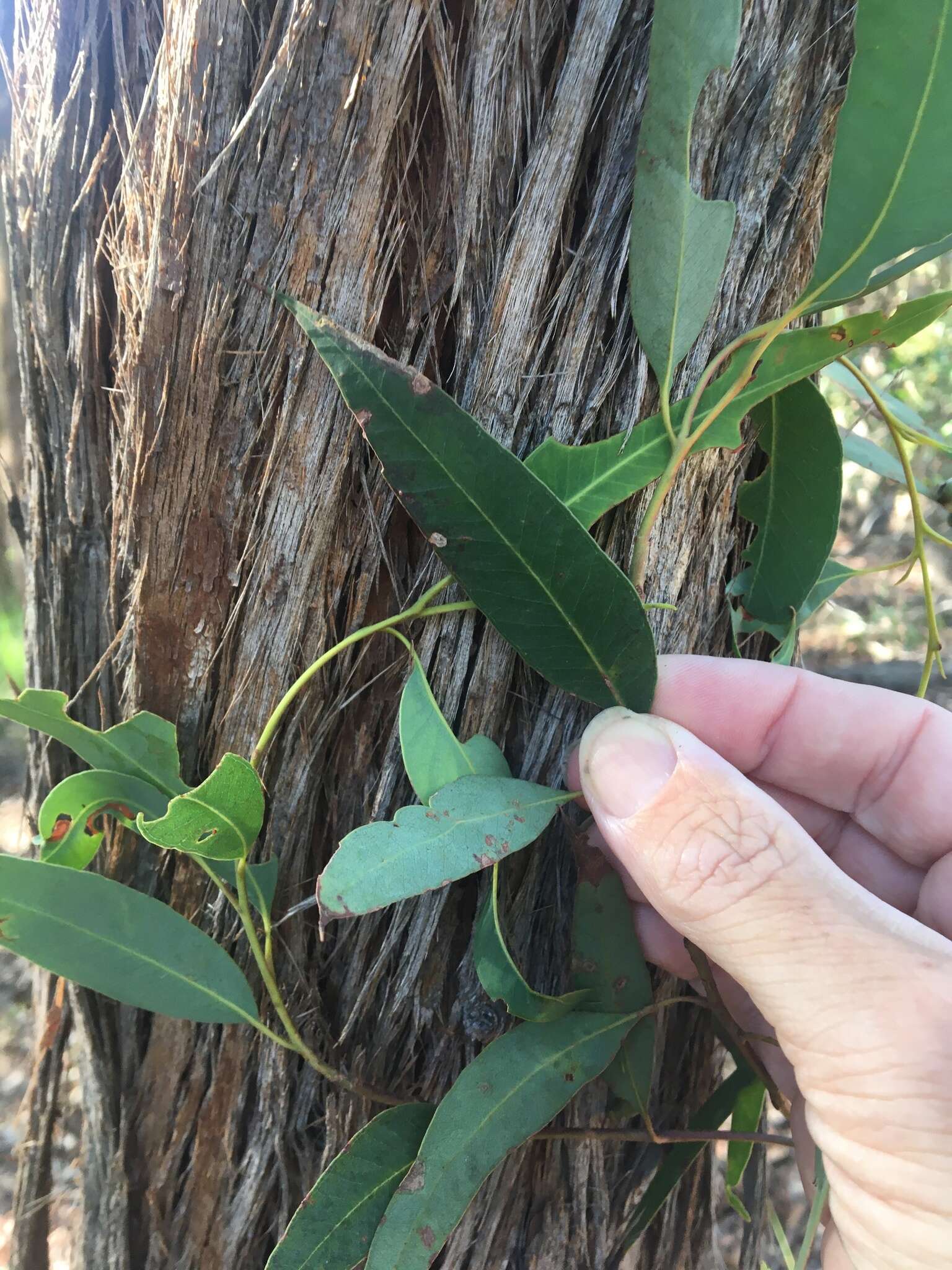 Imagem de Eucalyptus acmenoides Schauer