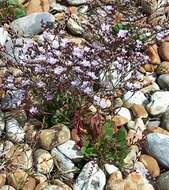 Image of Limonium hyblaeum Brullo