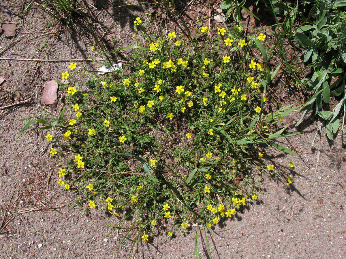 Potentilla collina Wibel resmi