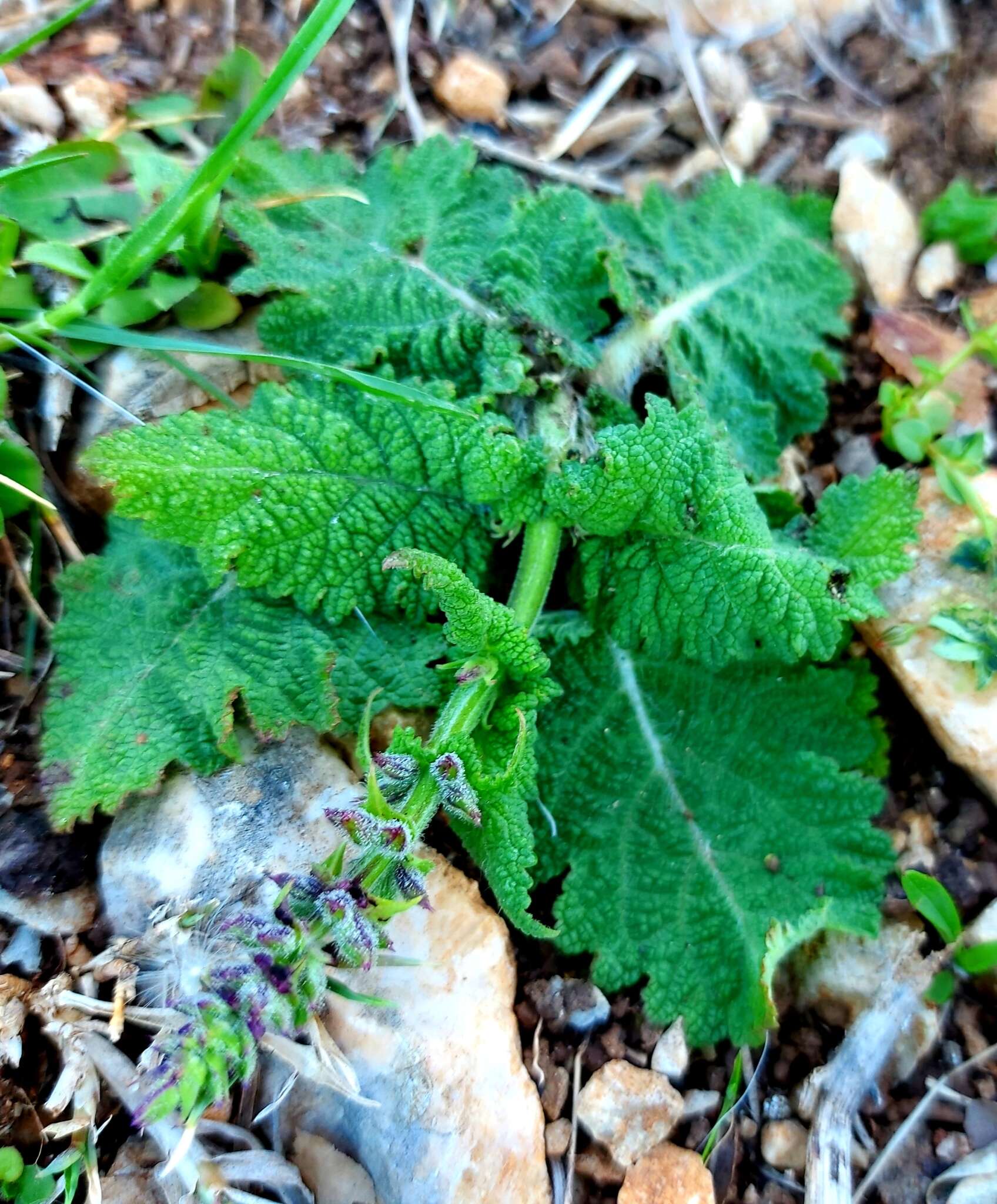 Sivun Salvia pratensis subsp. pratensis kuva