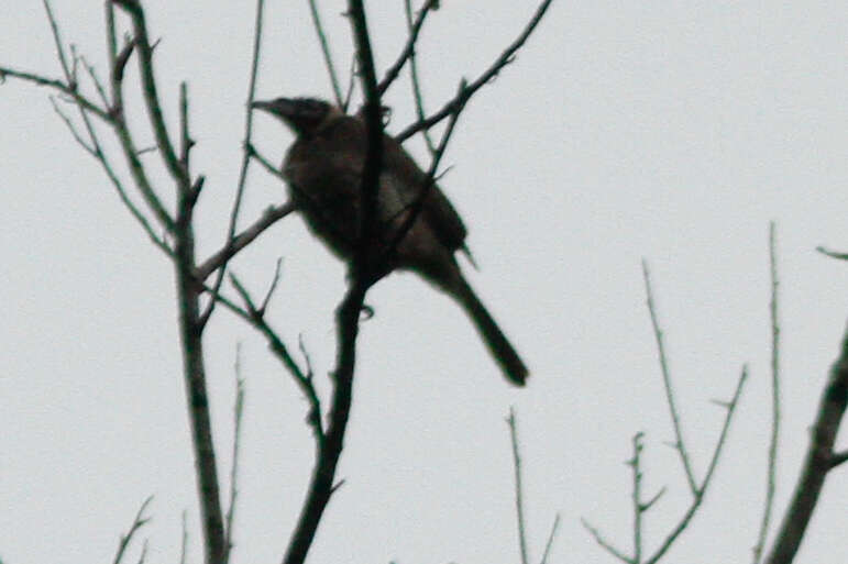 Image of Silver-crowned Friarbird