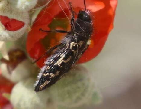 Image of Acmaeodera cuneata Fall 1899