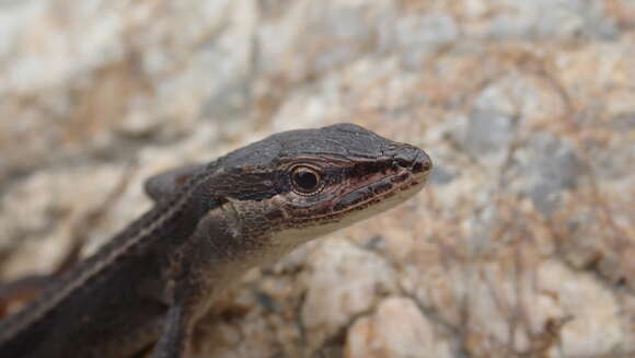 Image of Asian Grass Lizard