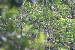 Image of Red-faced Malkoha