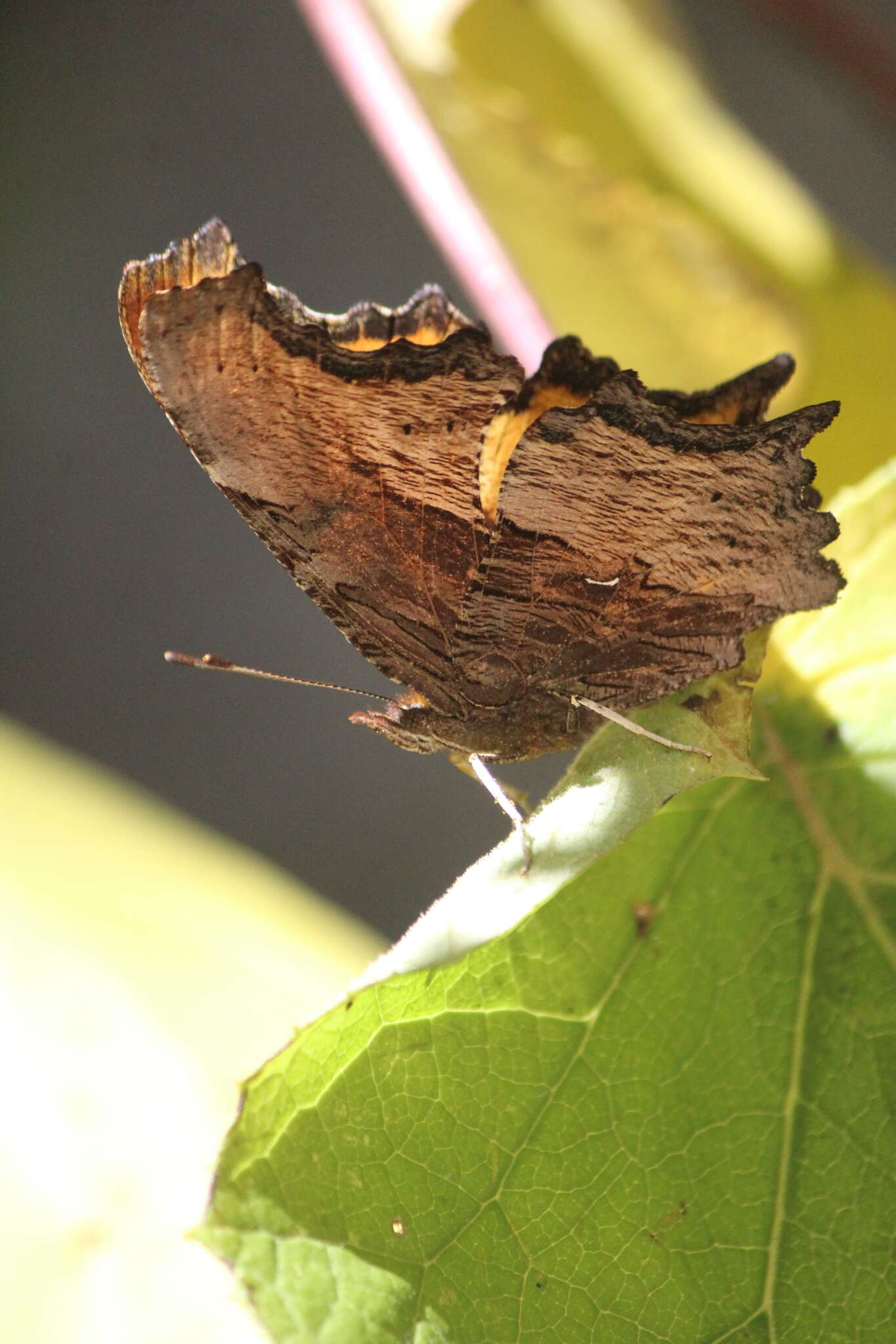 Image of Polygonia haroldi Dewitz 1877