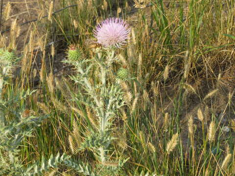 Image of prairie thistle