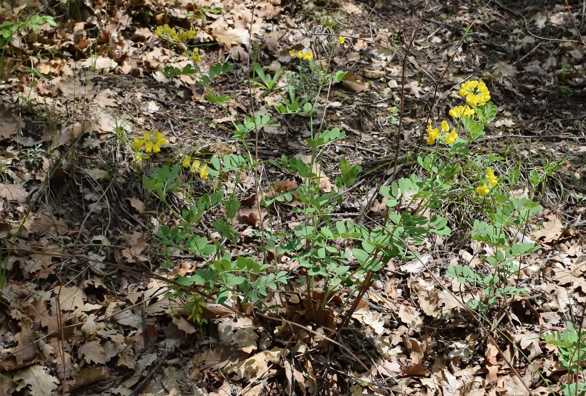 صورة Coronilla coronata L.