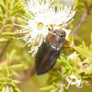 Image of Torresita cuprifera (Kirby 1818)