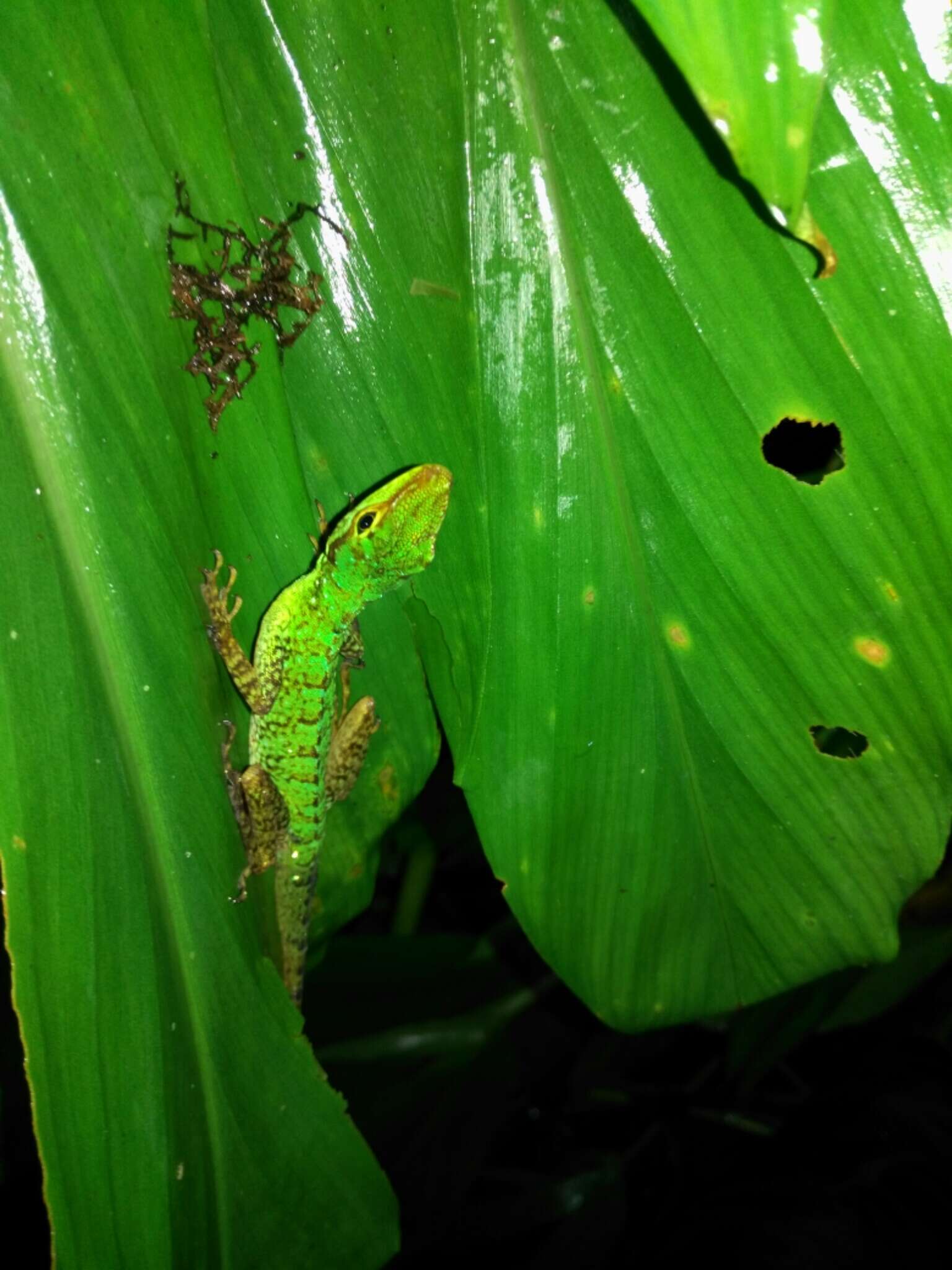 Sivun Anolis ventrimaculatus Boulenger 1911 kuva