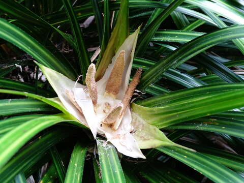 Image of Freycinetia banksii A. Cunn.