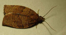 Image of Moth