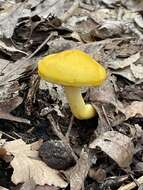 Image of Pulveroboletus curtisii (Berk.) Singer 1947