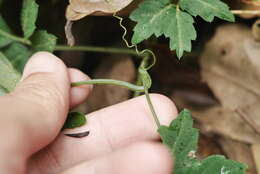 Plancia ëd Gynostemma pentaphyllum (Thunb.) Makino