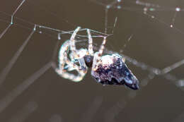 Image of Trashline orbweaver