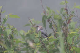 Image of Red-billed Starling