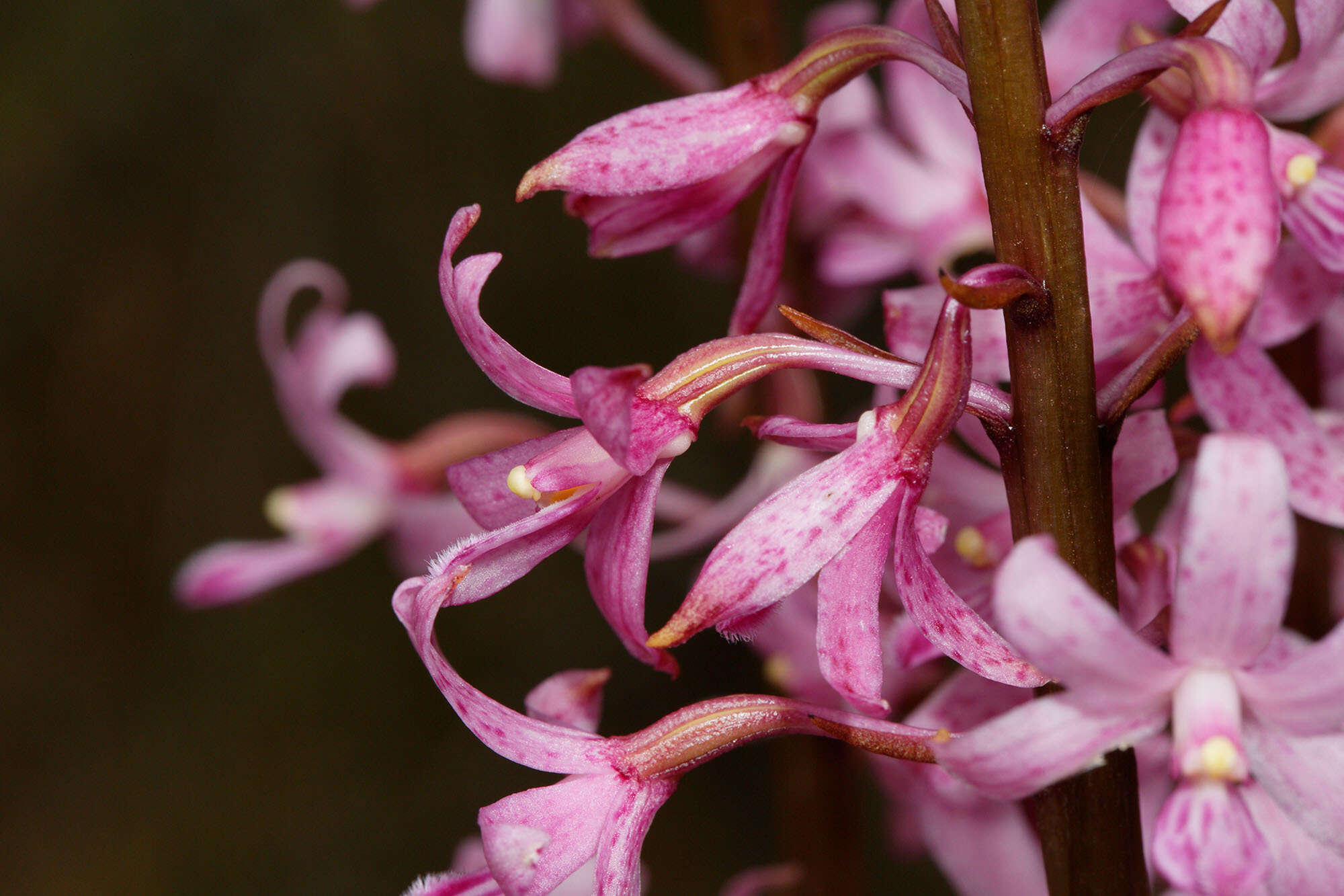 Image of pink hyacinth-orchid