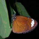 Imagem de Euploea tulliolus pollita Erichson 1834