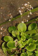 Image of Saxifraga urbium D. A. Webb